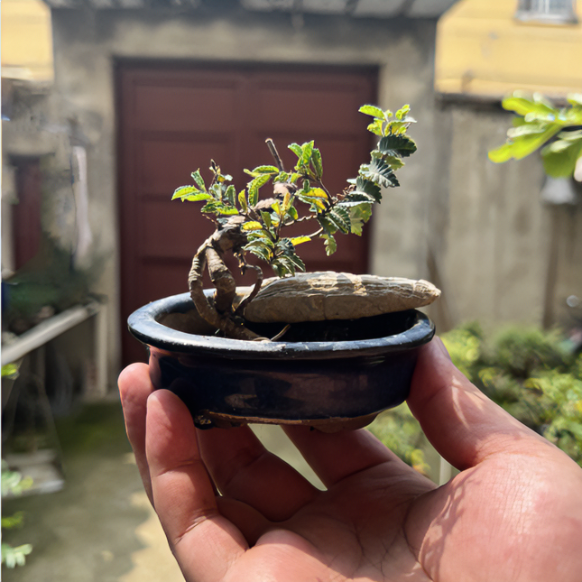 榆博园 精品桌面盆景 微小盆景 （直播间链接）防辐射微型榔榆