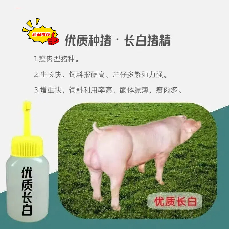 正宗纯种新美系长白种公猪种母猪精液一头包邮包对版生态养殖批发