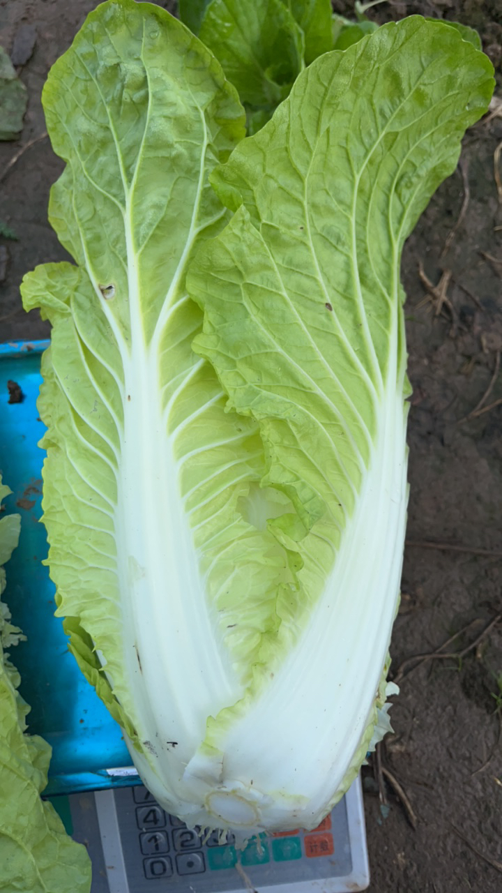 (京东快递)农家大白菜