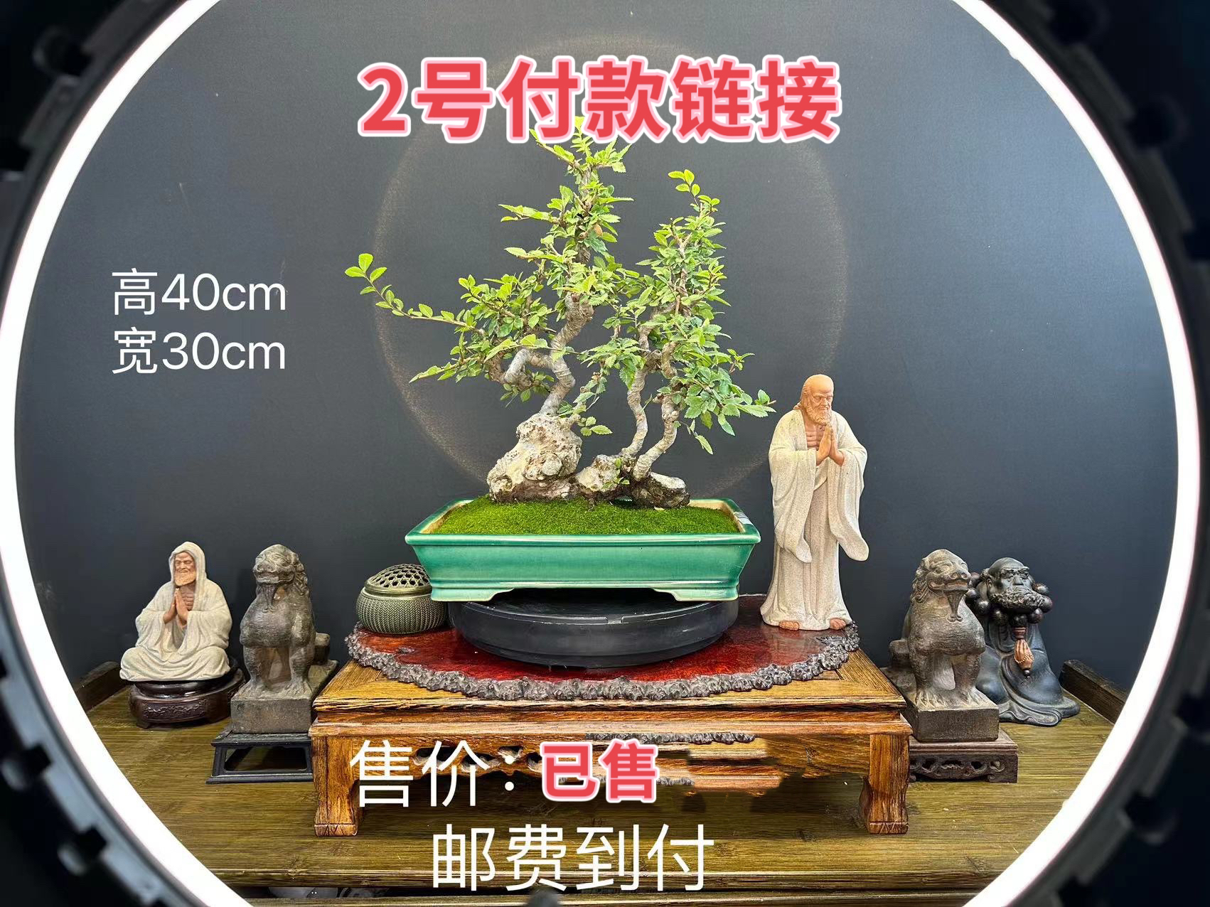 【2号链接】 直播付米使用 榔榆【一物一拍】