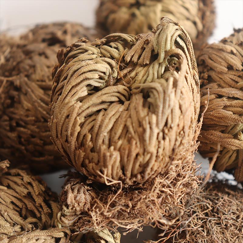 大叶卷柏石上柏卷柏九死还魂草复活草当季干货