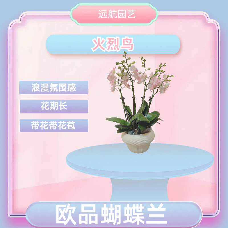 【火烈鸟】进口欧品蝴蝶兰 白粉渐变色特殊款 室内精品观赏花卉组盆