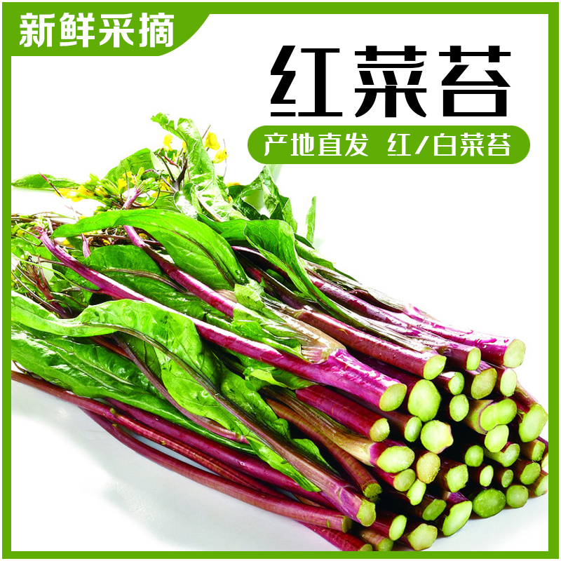 【红菜苔白菜苔】新鲜蔬菜紫菜苔菜红子湖北荆州红油菜心3斤