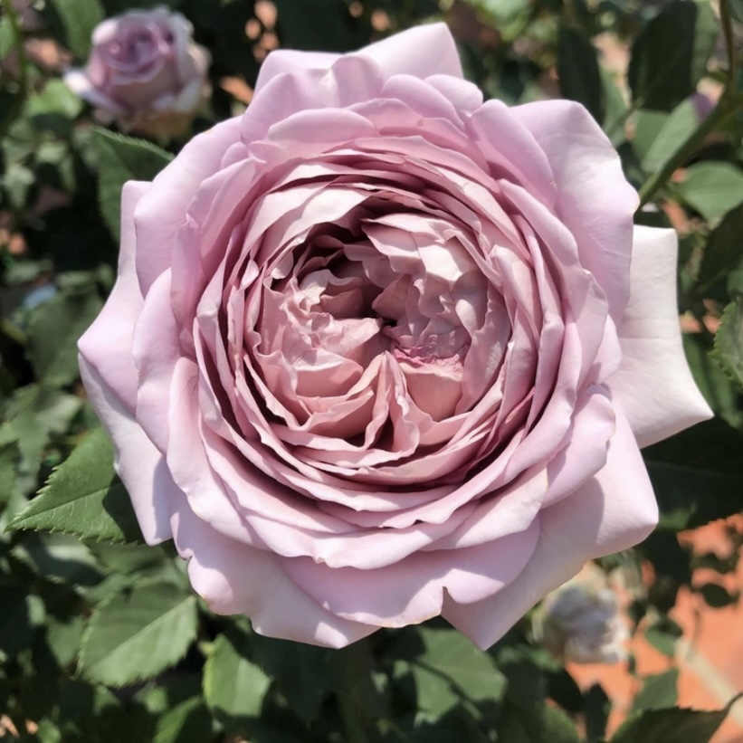 奈斯园艺 2加仑慈善根接苗 复古色灌木月季今井清作品直立抗病