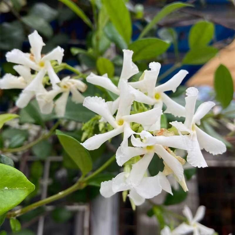 风车茉莉盆栽大苗好养藤垂丝爬藤花卉耐寒阳台盆栽植物四季开花