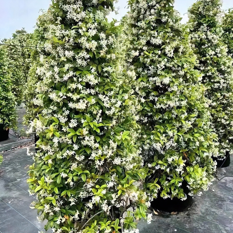 风车茉莉盆栽懒好养络石藤垂丝茉莉爬藤花卉耐寒阳台盆栽植物四季