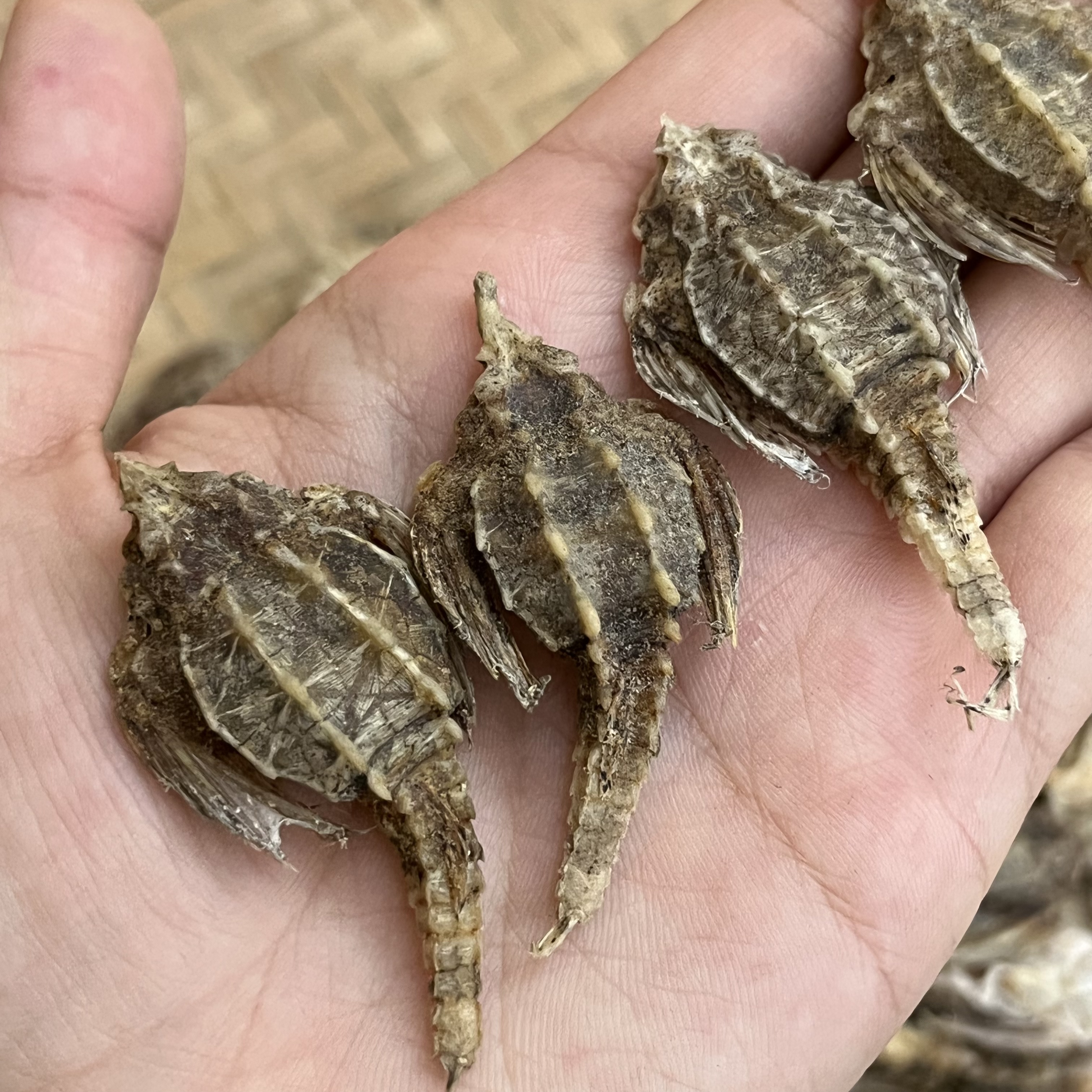 【大海干货店】海底麻 Que