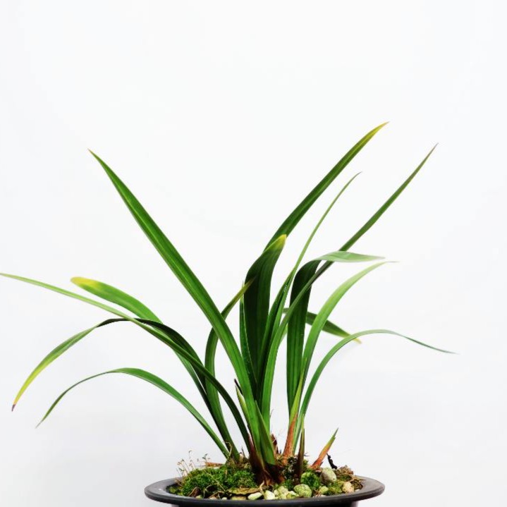 大雅兰苑【兰花直播间放漏付米链接】点击付米进入