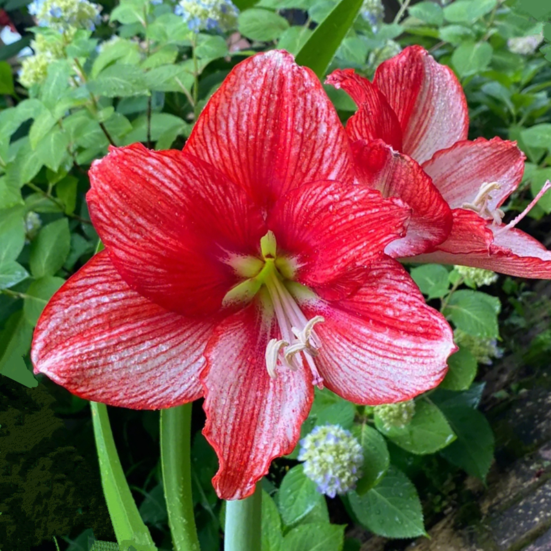 朱顶红展示大师花苗