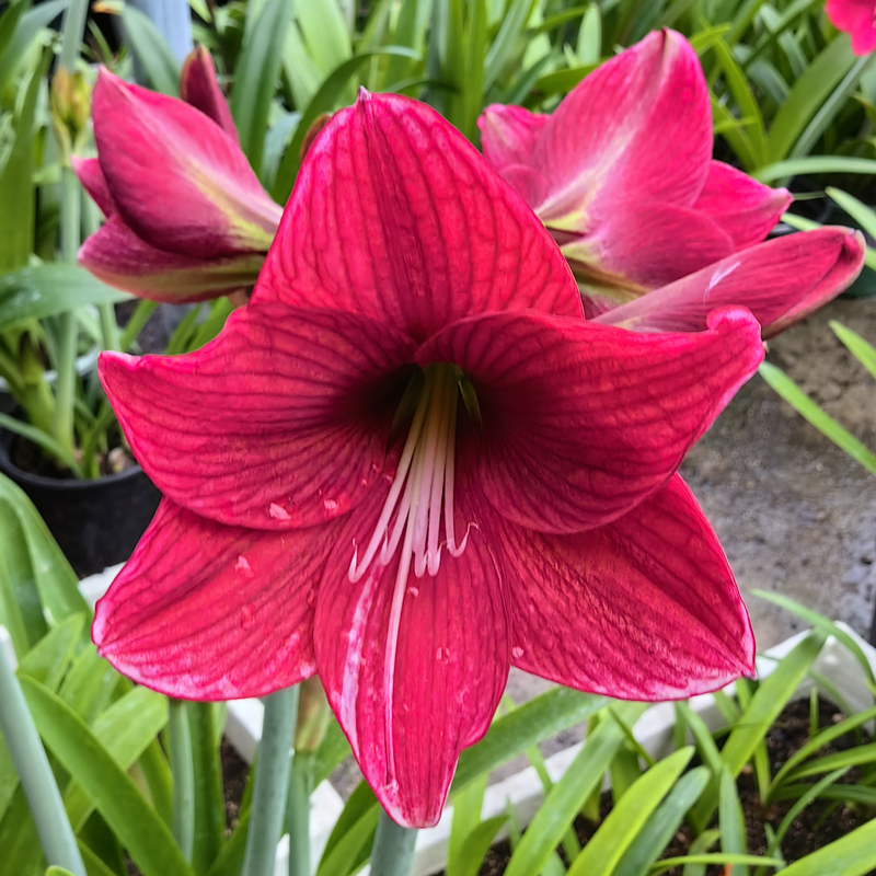 朱顶红黑龙花苗 小花多花品种