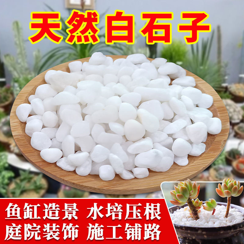 白石多肉铺面石白石子花盆装饰石子园艺鱼缸铺底造景特价白色石头