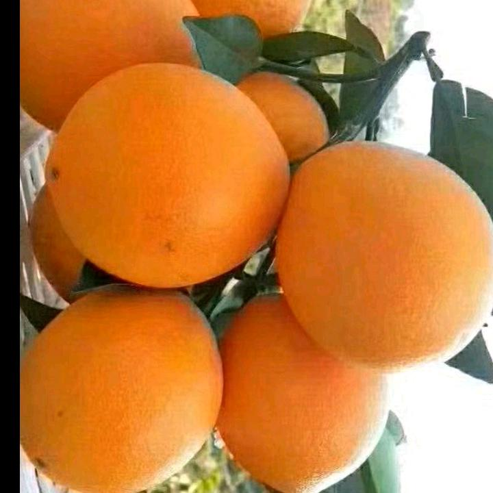 正宗赣南脐橙，皮薄多汁新鲜采摘，现摘现发大果10斤装九省包邮