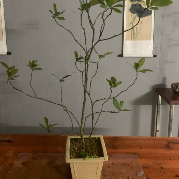 （1链接）精品海岛龙船花盆景