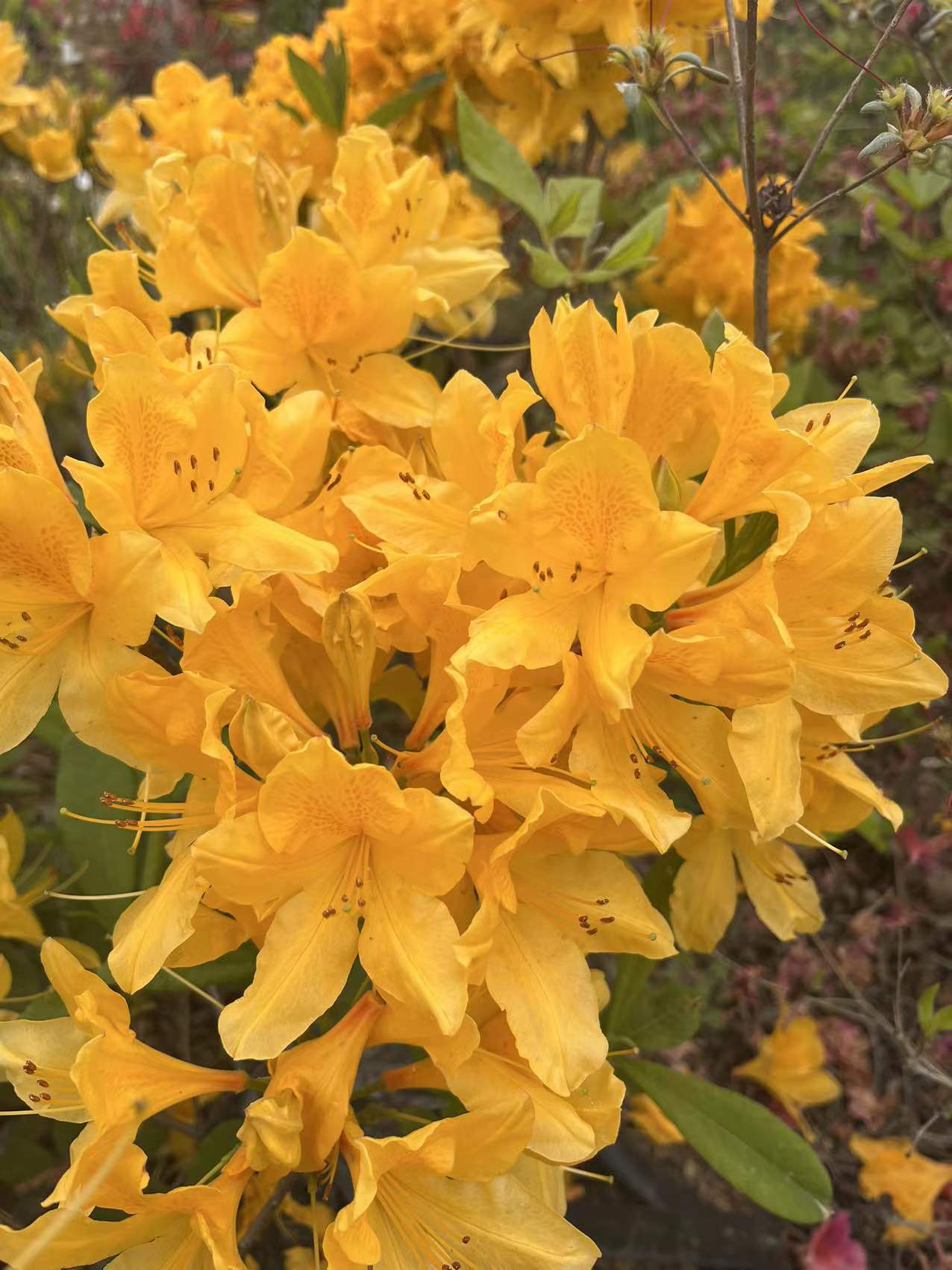 黄杜鹃露天训化苗