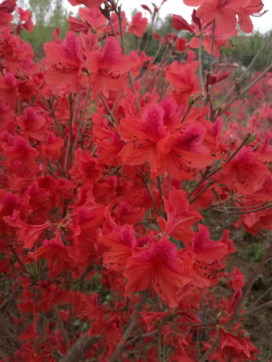 映山红四年籽播苗，大田露天训化，皮实好养，色艳花繁