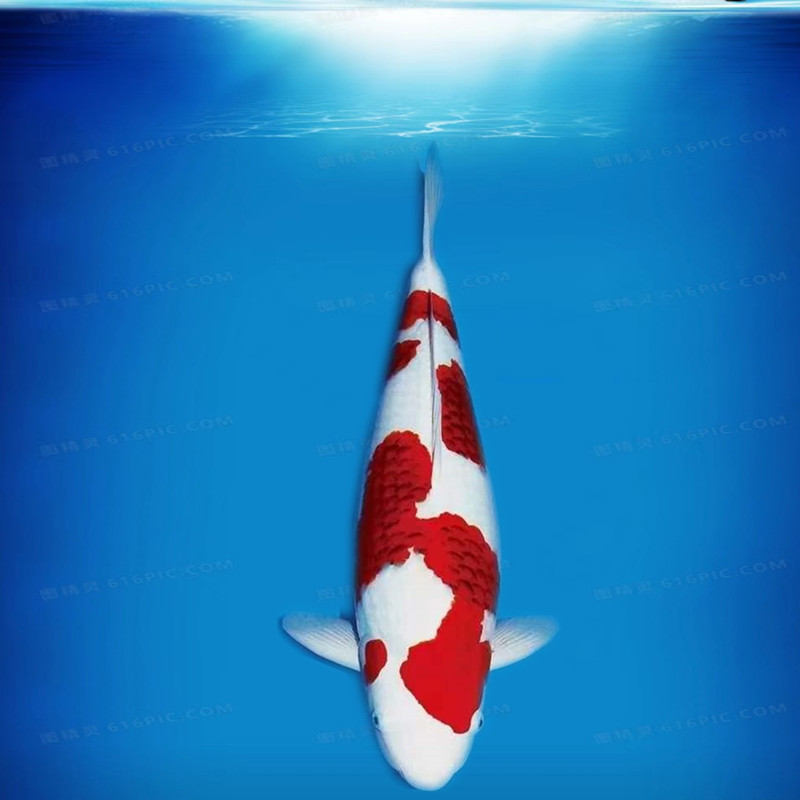 锦鲤观赏鱼红白大正三色室外冷水鱼发货活体