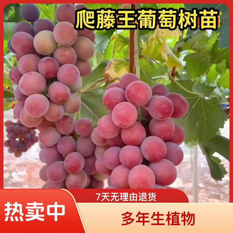 藤王葡萄苗爬藤快，抗寒，好管理产量高