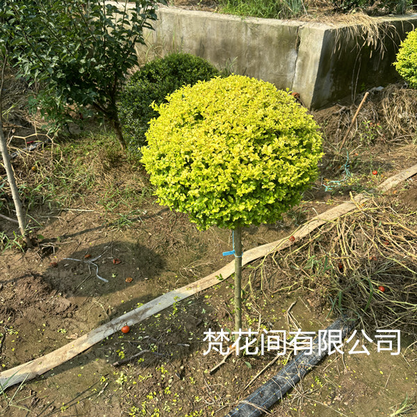  庭院别墅单杆球形棒棒糖圆球造型花镜植物花园花坛造景耐寒耐晒