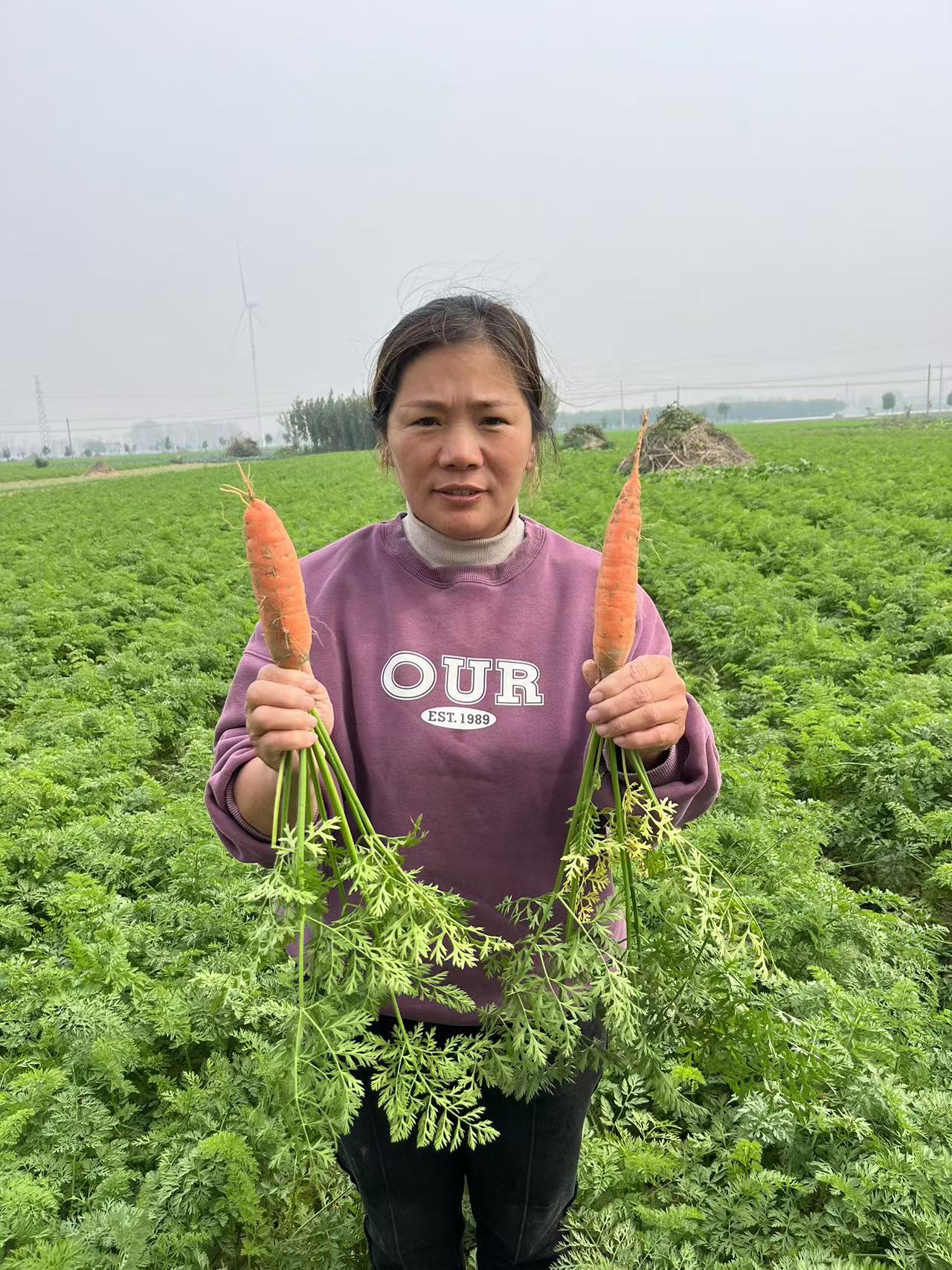 河南周口老品种小燕顶当季红萝卜微泥新鲜现拔现发脆甜3斤5斤9斤