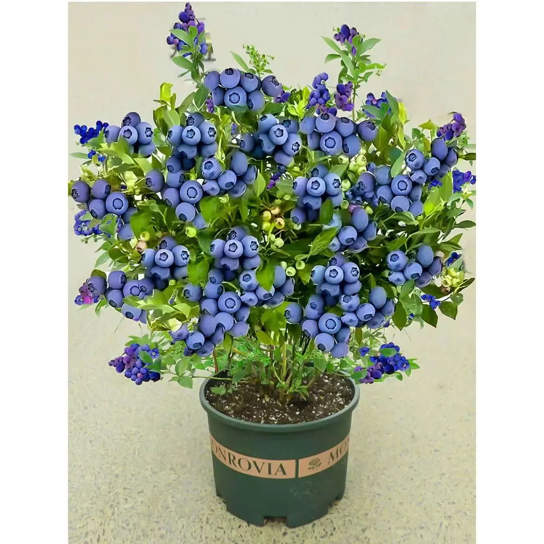 蓝莓树果苗蓝莓苗庭院阳台盆栽地栽南北方种植蓝莓树苗带土球发货