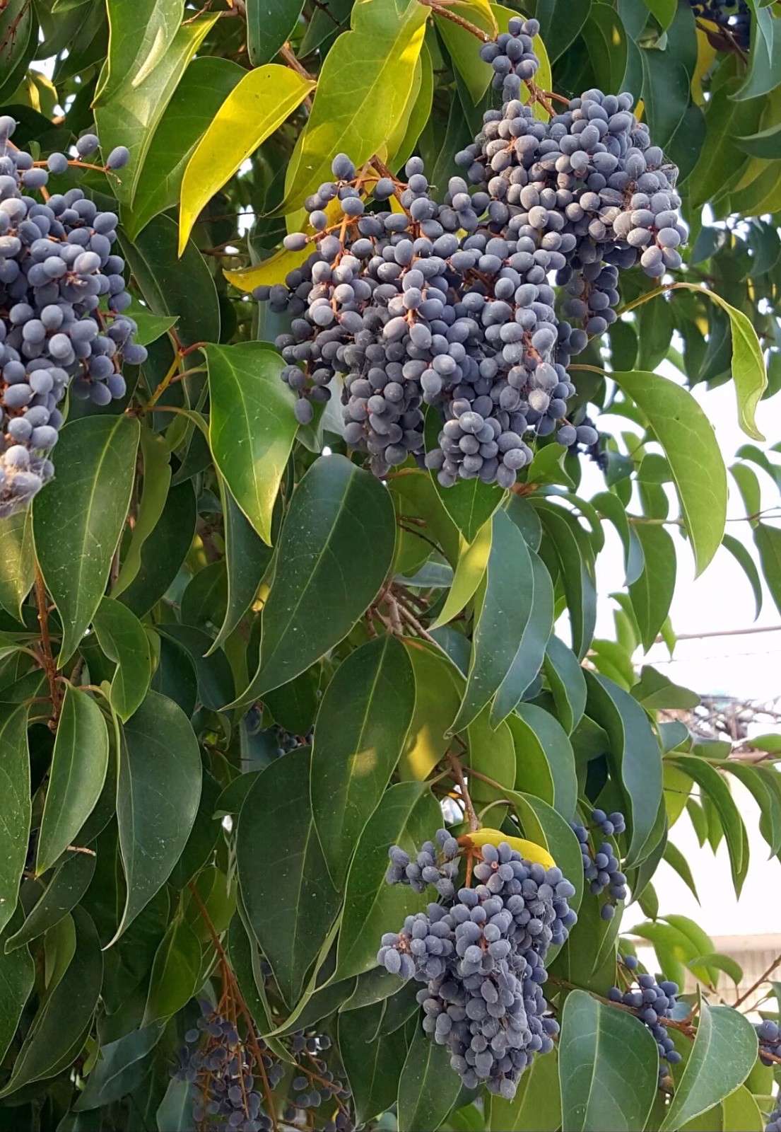 冬青树籽女贞果500克女贞籽加墨旱莲草