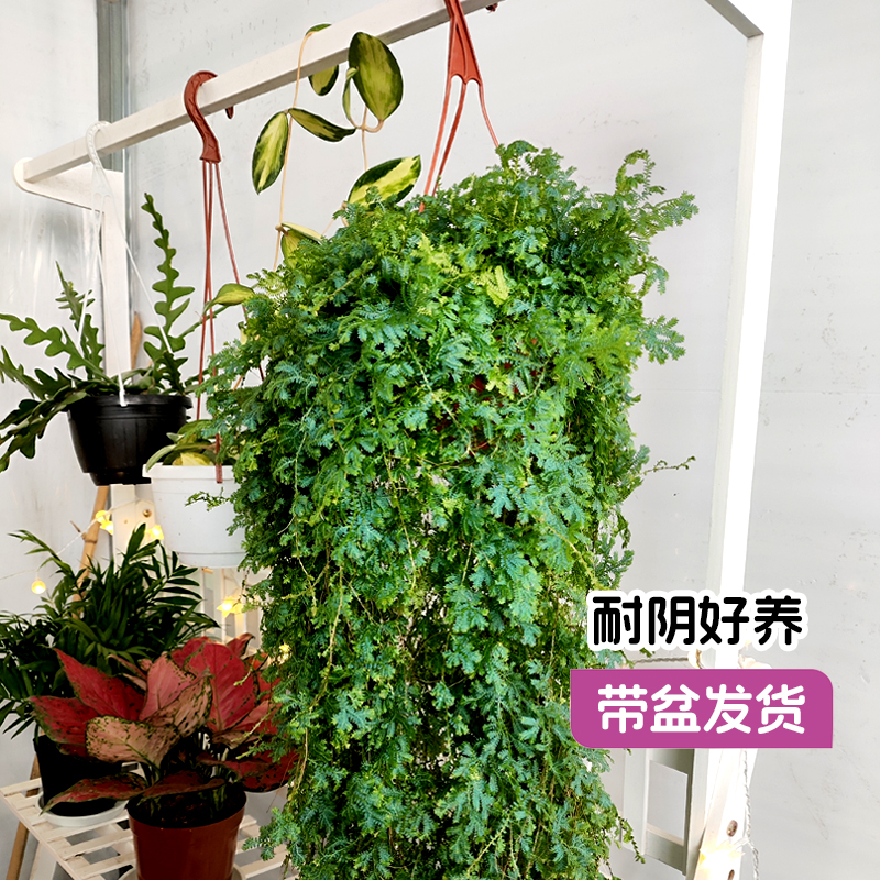 【名花巧匠】变色龙珊瑚蕨室内卫生间阳台耐阴爬藤植物吊兰小盆栽