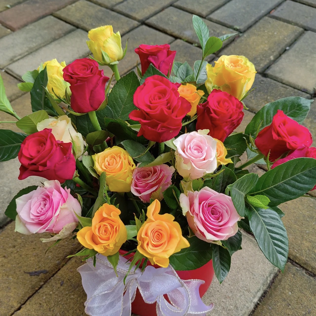 【多色混色】两到三色多季节重复开花月季花适合新手养护地栽盆栽