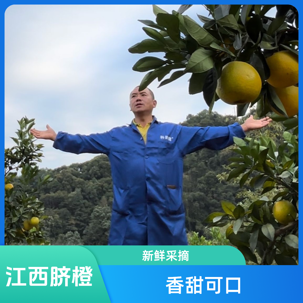 江西甜橙赣南脐橙新鲜水果原生态脐橙香甜新鲜纽荷尔脐橙安远脐橙