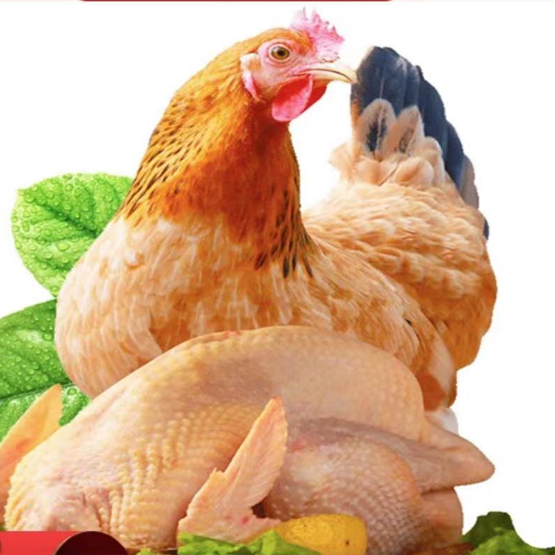 黄油老母鸡农村散养500天以上现杀现发京东包邮