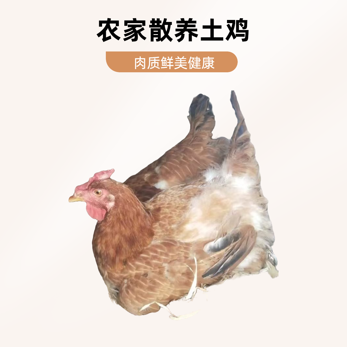 农村散养溜达鸡老母鸡