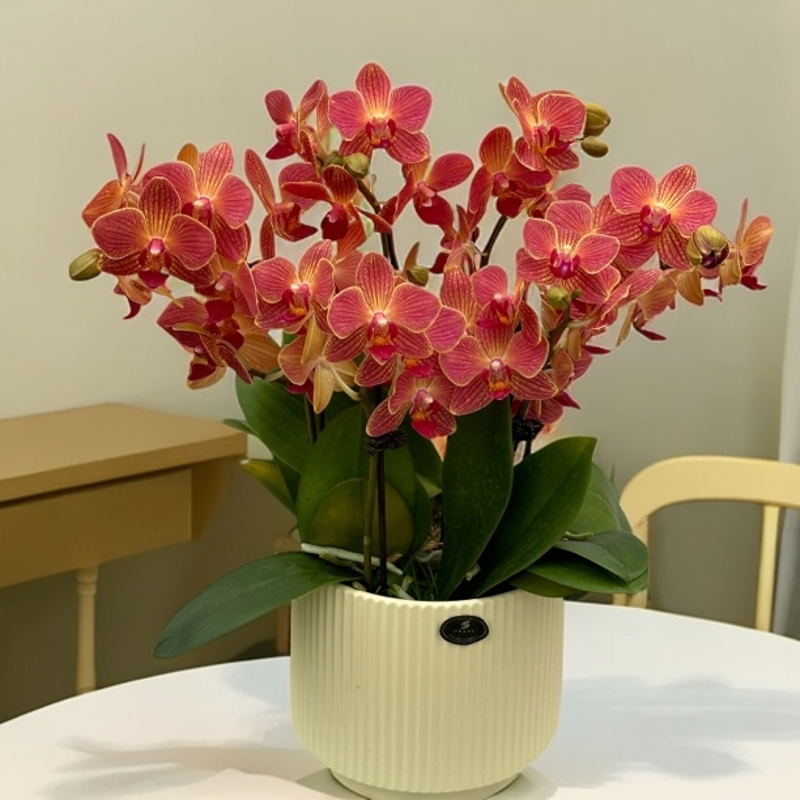 【蜜橙】 蝴蝶兰种植 室内花卉 花期长 好养活生长植株植株