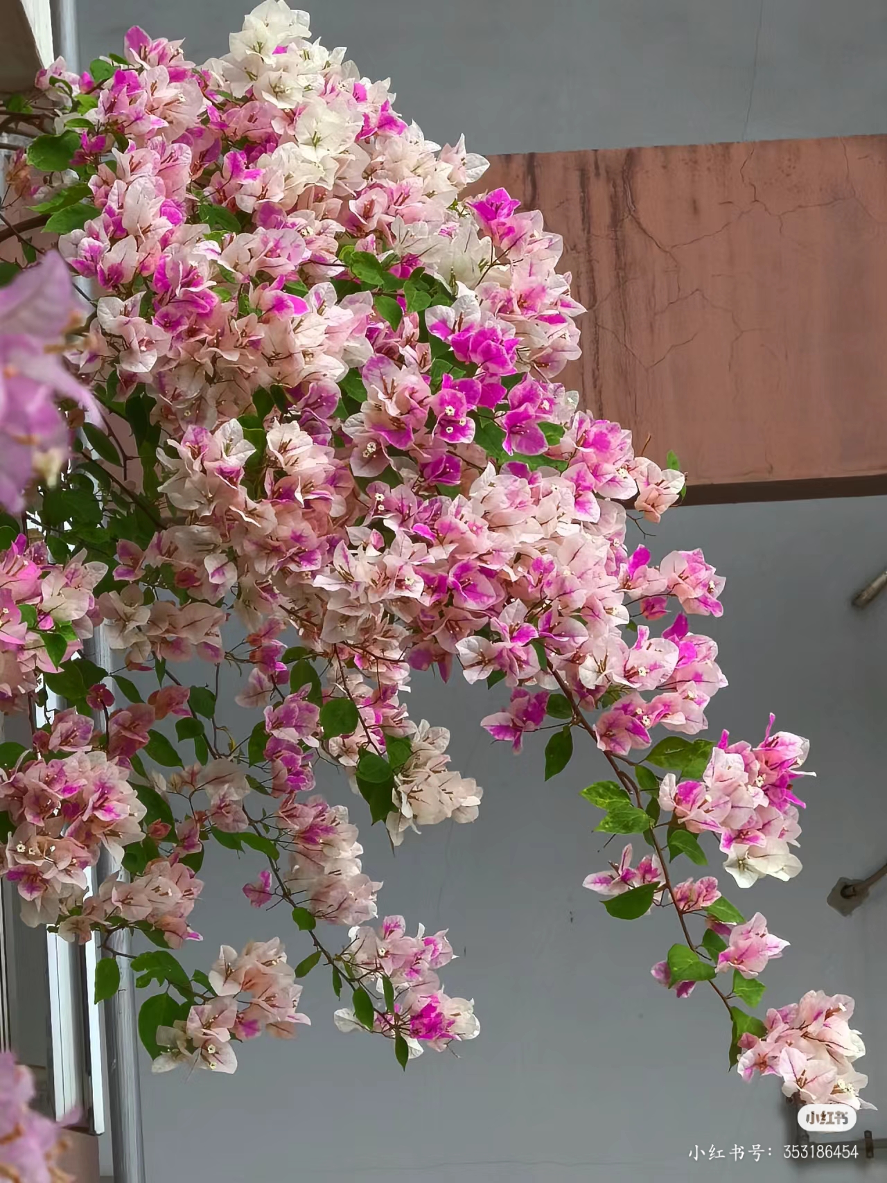 ［漳红樱］一物一拍四季勤花喜阳耐热耐晒开花绿植文冠果