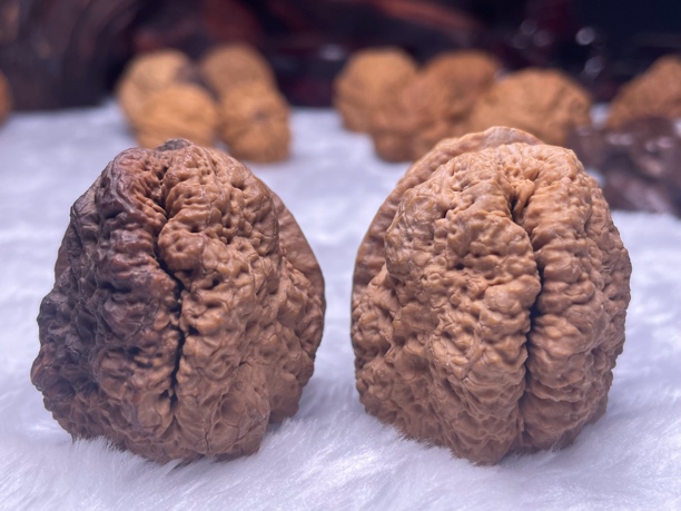 云南铁核桃-临沧古蟾王49+mm