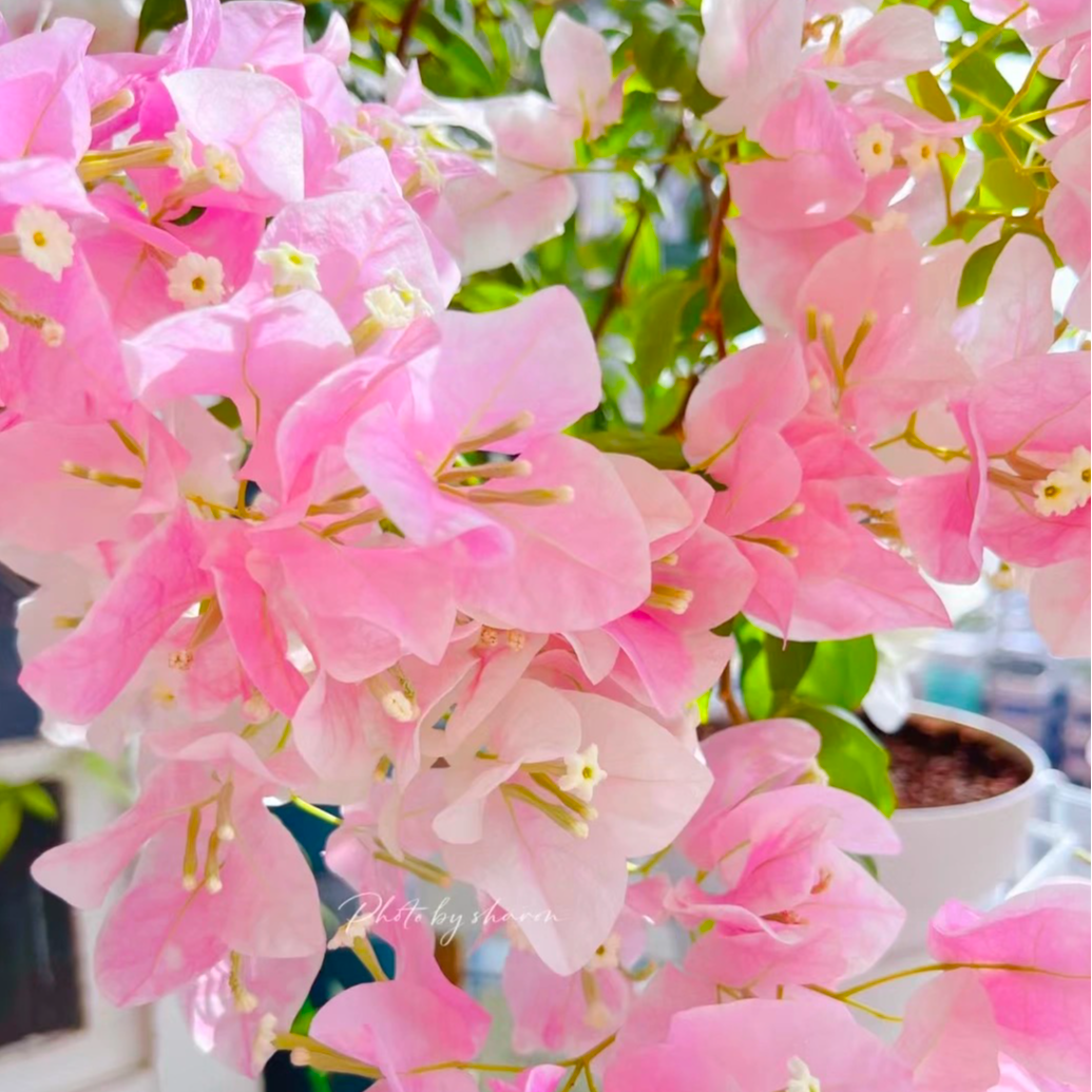 【广红樱】重瓣三角梅盆栽树苗爬藤耐寒阳台三角梅花苗四季开花