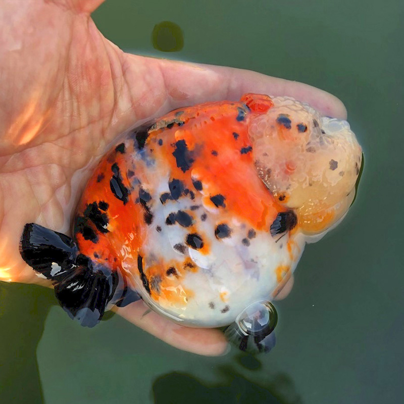 潘氏兰寿金鱼-直播间专拍-非偏远包邮圆通