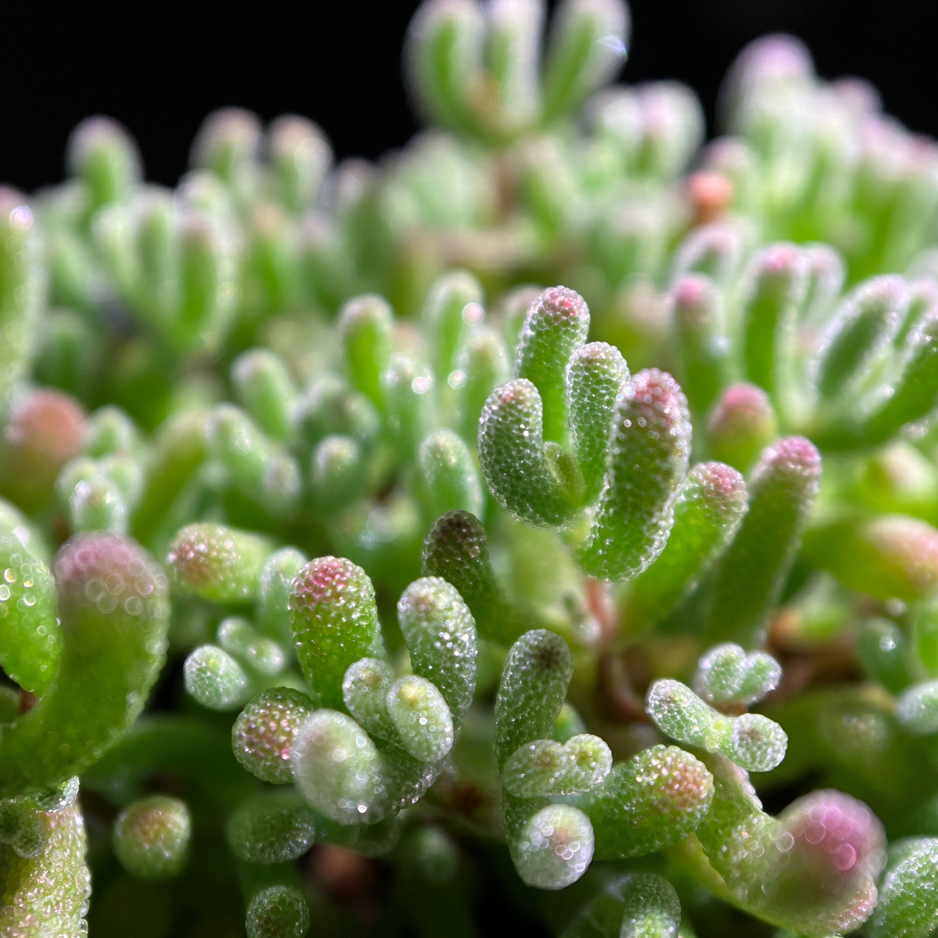 各种枝干番杏全品种通用莱斯