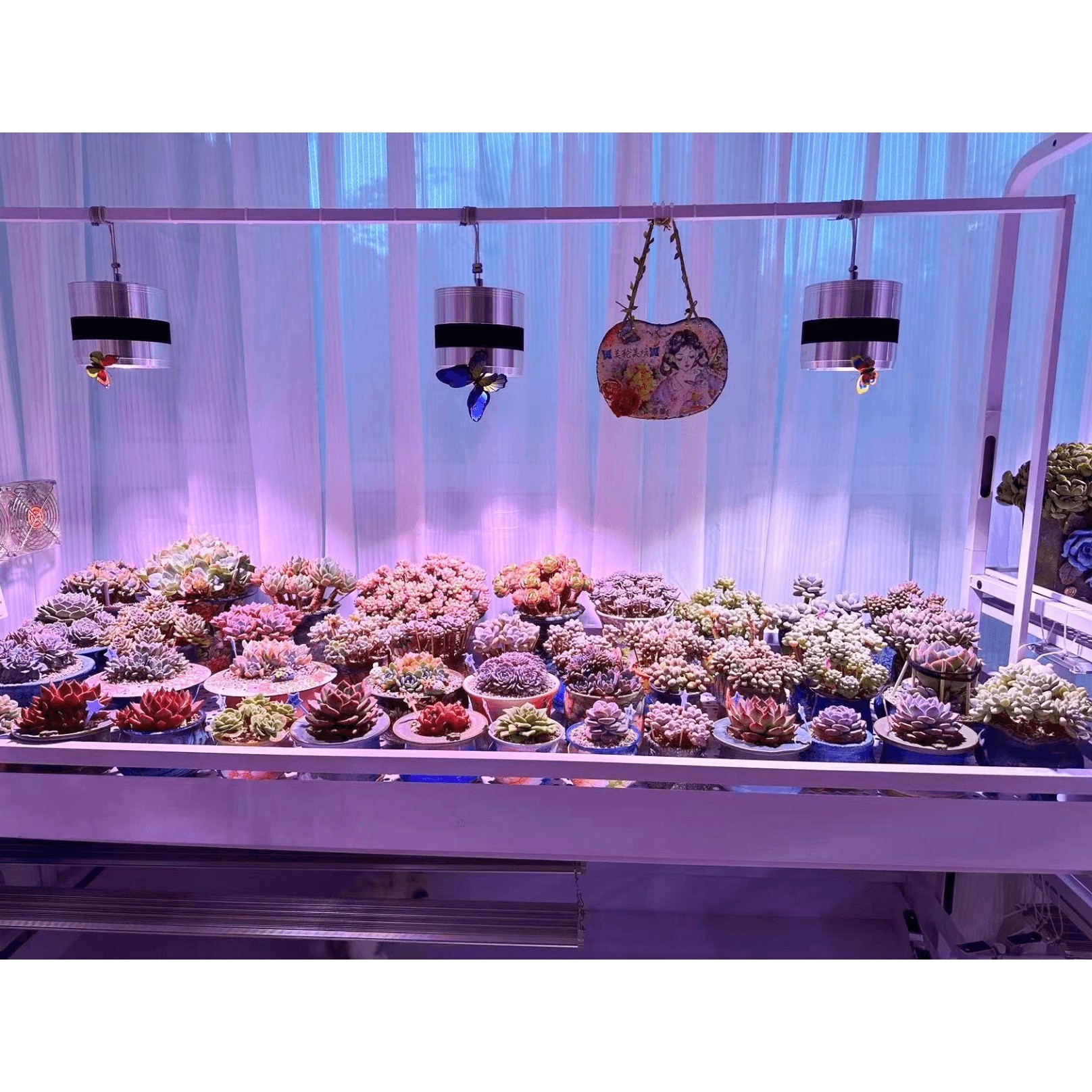 【美轮美焕】喜绿201/304不锈钢可浸盆多肉花架带接水盘花架带灯架B