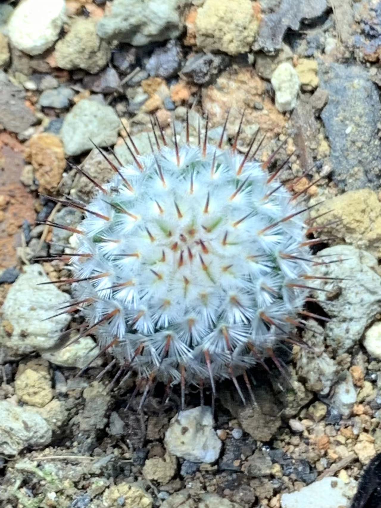 无界植园直播综合链接仙人球