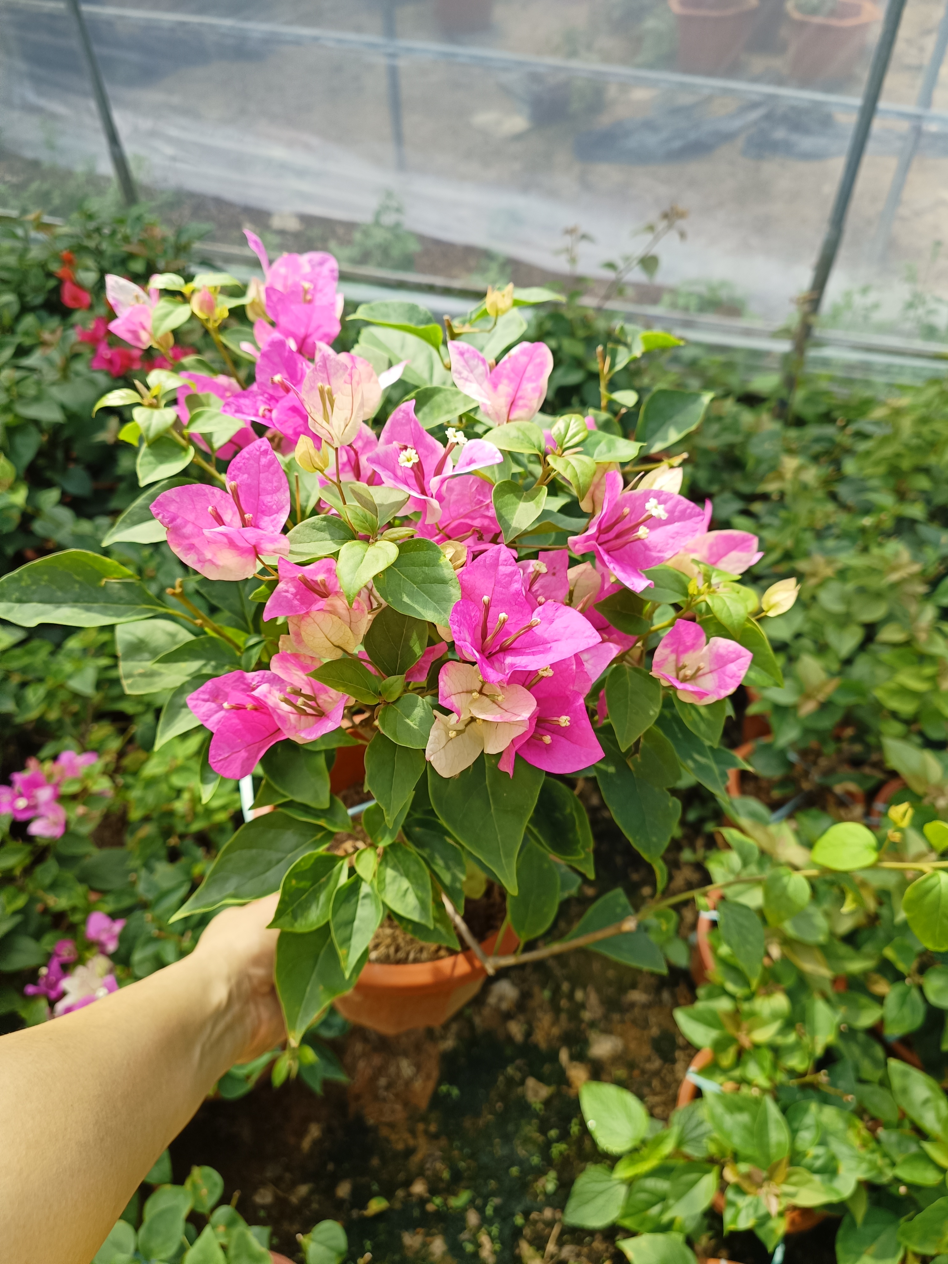 一物一拍 三角梅勤花品种苗盆栽可爬藤高飘植物养花开花