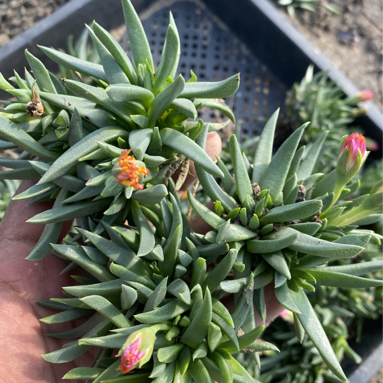多肉植物黄花照波一组3颗