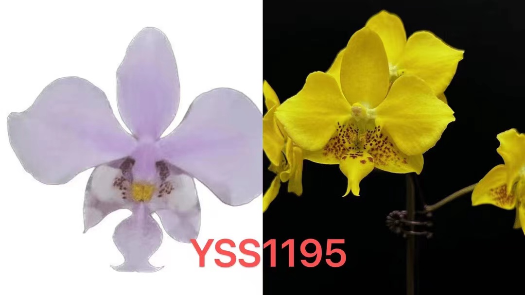 YSS1195飞鸟西雷莉交黄色史塔基 1.7寸苗株  拯救苗 少根 微瑕
