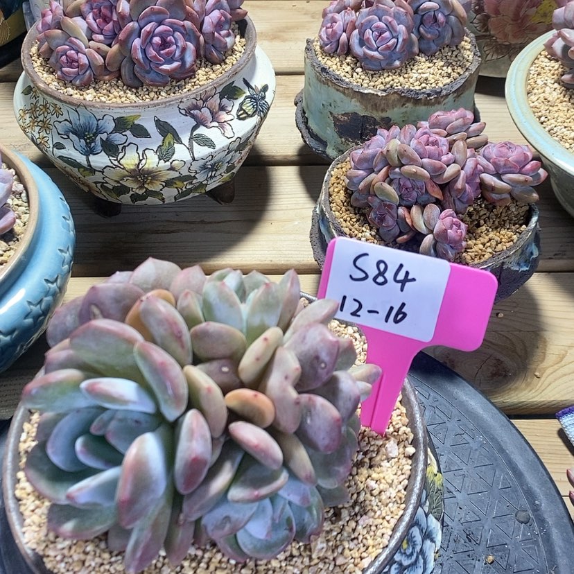 【闪购商品】20231216-s84