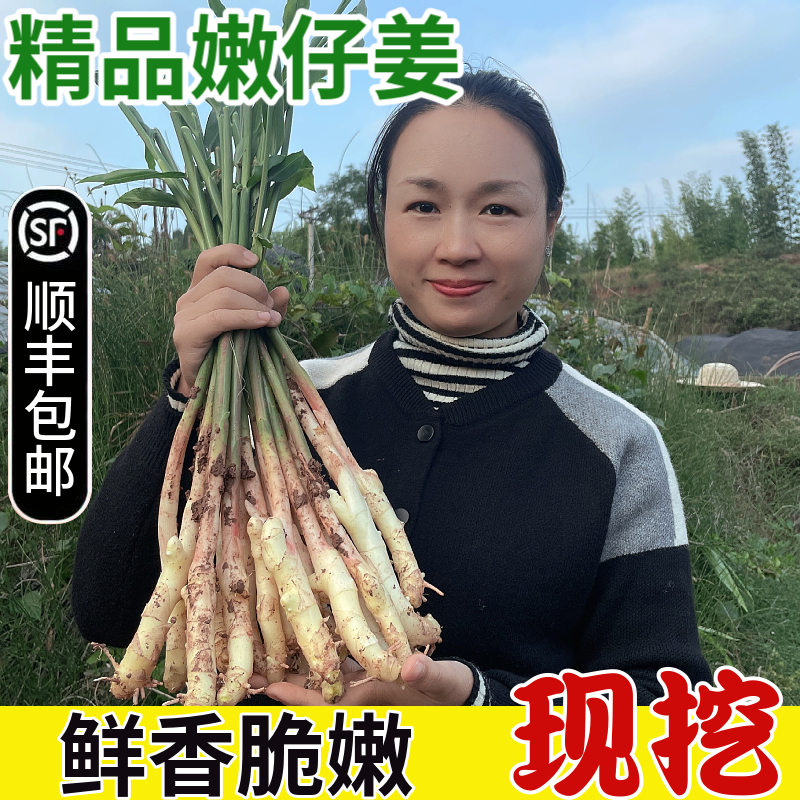 【红芽仔姜-更香】红芽嫩姜嫩芽子仔姜嫩姜四川嫩子姜醋泡姜泡包邮