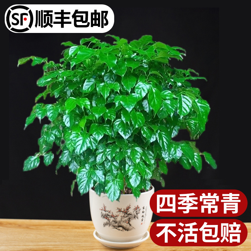 幸福树盆栽室内绿植物粗杆老桩客厅发财树金钱树绿宝四季常青好养