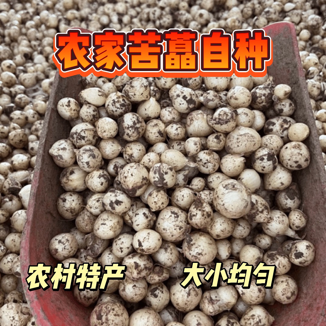 新鲜苦藠小根蒜团葱苦芥苦叫小蒜头四川茭头野葱头薤白