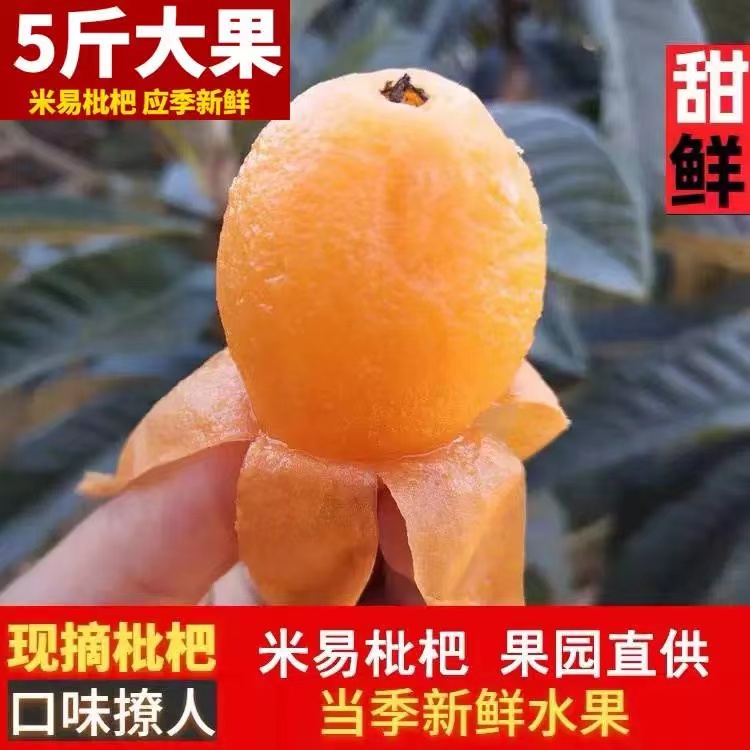 现货甜枇杷新鲜大果现摘当季1-5斤现发口感软糯甜琵琶整箱包邮