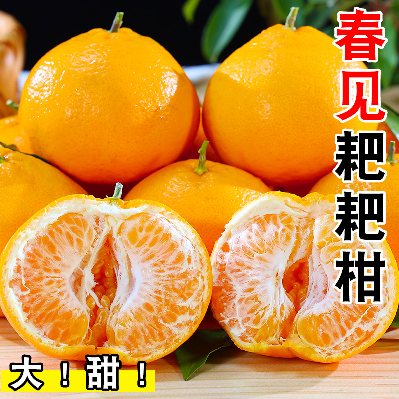 正宗春见耙耙柑2-9斤橘子水果当季丑八怪粑粑柑桔子丑柑桔包邮