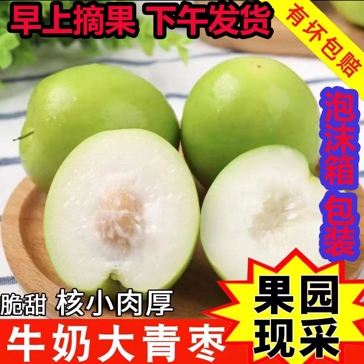 牛奶大青枣1-8斤新鲜枣子贵妃冬枣时令水果当季整箱奶油脆枣包邮