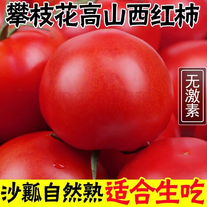 普罗旺斯生吃西红柿新鲜3-5斤沙瓤大番茄自然熟水果粉柿子包邮