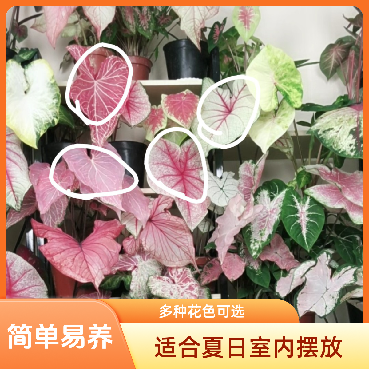 彩叶芋盆栽苗飞溅甜心粉斑雪后草莓之心室内花叶夏日微风竹芋植物